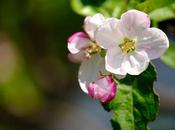 Fleurs pommier…
