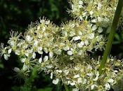 Reine prés (Filipendula ulmaria)