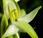 Orchis deux feuilles (Platanthera bifolia)