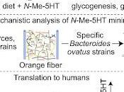 #Cell #obésité #fibreorange #sourisgnotobiotiques #humains Libération microbienne N-méthylsérotonine partir fibre orange chez souris gnotobiotiques humains