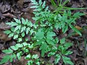 Cardamine impatiente (Cardamine impatiens)