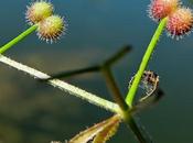 Gaillet gratteron (Galium aparine)