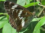 Petit Sylvain (Limenitis camilla)