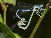 Agrion larges pattes (Platycnemis pennipes)