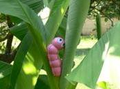 Invasion toys Mini Wormie dans jardins été!