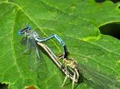 Agrion larges pattes (Platycnemis pennipes)