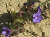 Buglosse élevée (Anchusa procera)