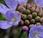 Scabieuse colombaire (Scabiosa columbaria)