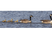 Visites oies canadiennes