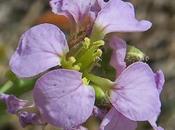 Cakilier maritime (Cakile maritima)