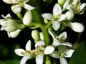 Troène commun (Ligustrum vulgare)