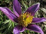 Anémone pulsatille (Anemone pulsatilla)