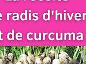 récoltes radis d'hiver idées recettes) curcuma (vidéo)