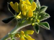 Luzerne marine (Medicago marina)