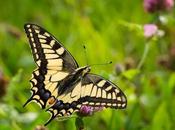 Papillon dans jardin espèces plus courantes