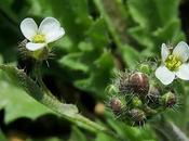 Bourse pasteur commune (Capsella bursa-pastoris)