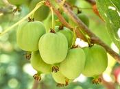 CANCER POUMON promesses antimutagènes d'Actinidia arguta