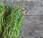 Estragon herbe très parfumée