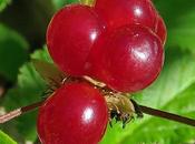 Ronce rochers (Rubus saxatilis)