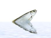PFAS PFOS Autant dans poisson d'eau douce mois consommation d’eau