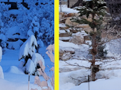 chevreuils bouffé arbres