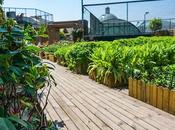 Transformez votre toit oasis verdoyante découvrez avantages risques jardinage toits