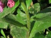 Pulmonaire sombre (Pulmonaria obscura)