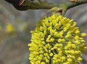 Saule marsault (Salix caprea)