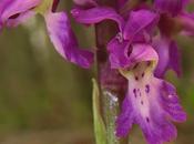 Orchis mâle (Orchis mascula)