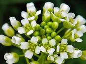 Tabouret odeur d'ail (Thlaspi alliaceum)