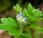 Véronique feuilles lierre (Veronica hederifolia)