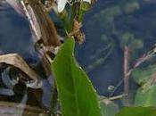 Trèfle d'eau (Menyanthes trifoliata)