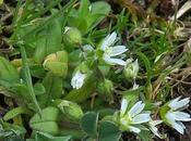 Céraiste sables (Cerastium semidecandrum)