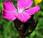 Œillet chartreux (Dianthus carthusianorum)