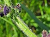 Sauge prés (Salvia pratensis)