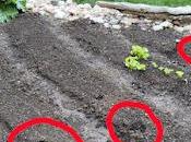 piétine notre potager