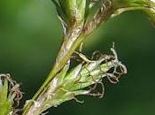 Laîche fausse brize, crin végétal (Carex brizoïdes)
