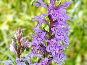 Mittenwald Orchideen, Wollgras andere Juni-Blumen Orchidées, linaigrettes autres fleurs juin