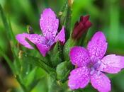 Œillet velu (Dianthus armeria)