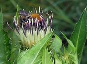 Cirsium oleraceum (Cirse maraîcher)