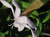 Saponaire officinale (Saponaria officinalis)