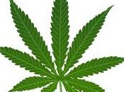 3.500 juges herbe Cannabis d'Amsterdam