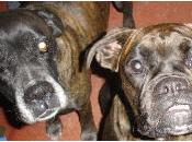 Deux molosses cassent dents