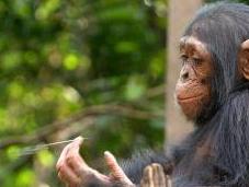 Mémoire chimpanzé