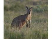 "pets écologiques" kangourous....