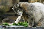 Gâteau d'anniversaire pour l'ours polaire Knut