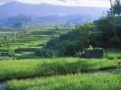 écologistes réservent accueil mitigé "feuille route Bali"
