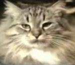 Mega compilation chats fous