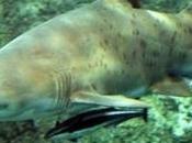 garçon pêche requin kilos Floride