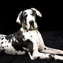 Sniffany, colliers luxe pour chien